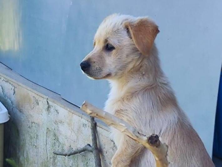 Vuoi adottare un cane a Bari?