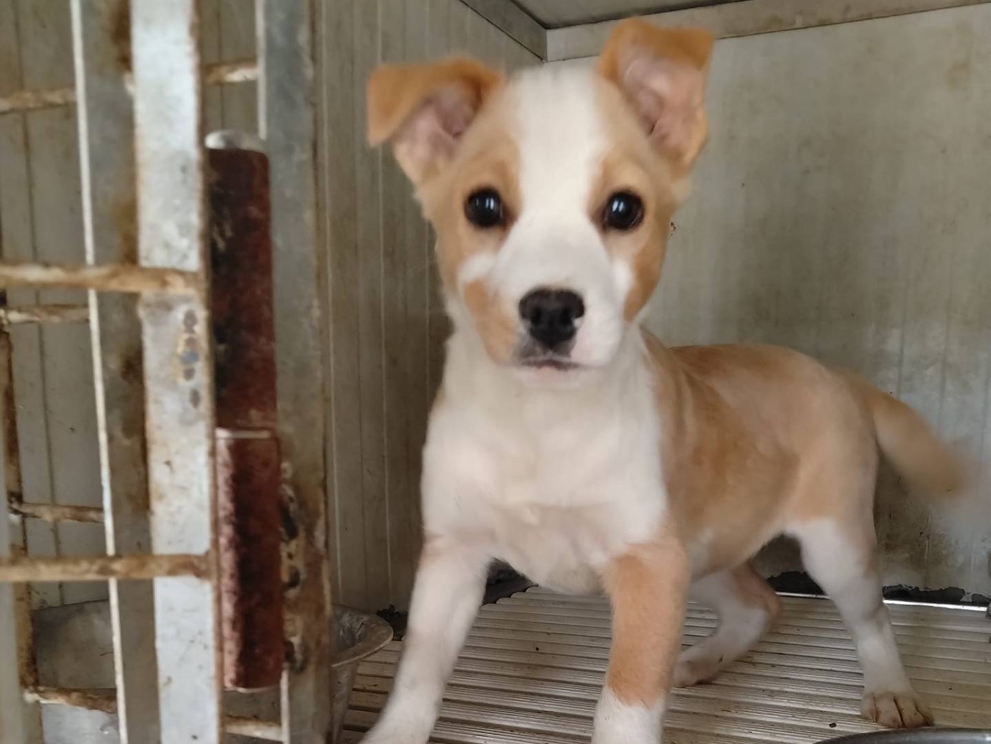 Adozione cane, femmina, Razza sconosciuta Razza sconosciuta, 3 mesi, taglia piccola, Benevento