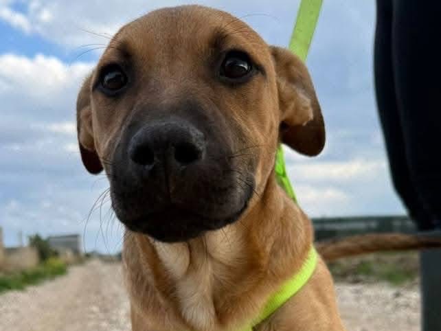 Adozione cane, maschio, Pitbull Razza sconosciuta, 11 mesi, taglia media, Barletta