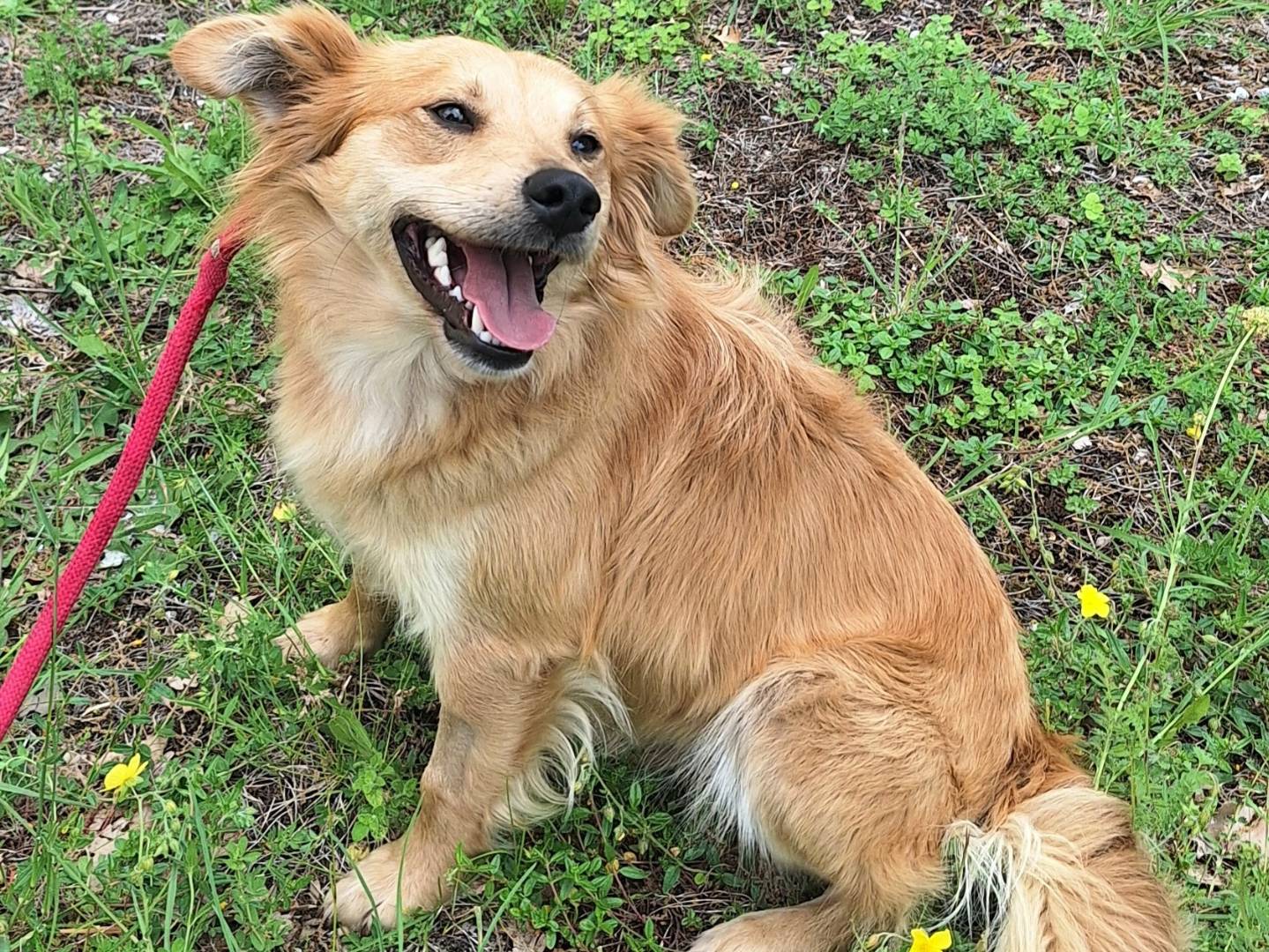 Adozione cane, maschio, Razza sconosciuta Razza sconosciuta, 2 anni e 3 mesi, taglia piccola, Teramo
