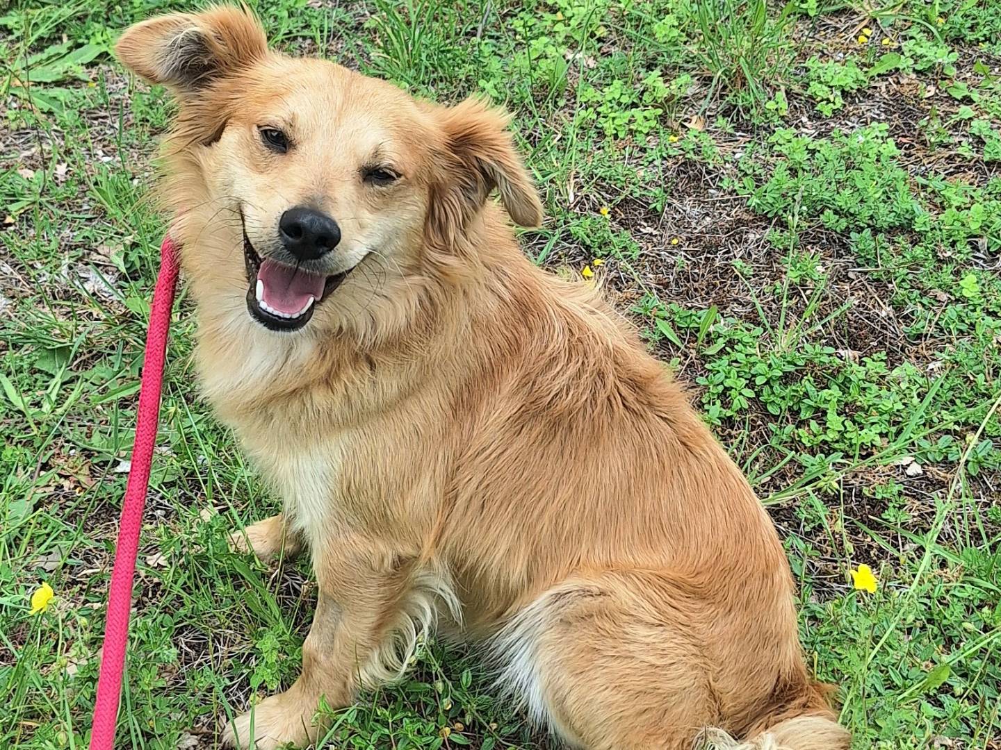 Adotta un cane, taglia piccola, maschio, Teramo