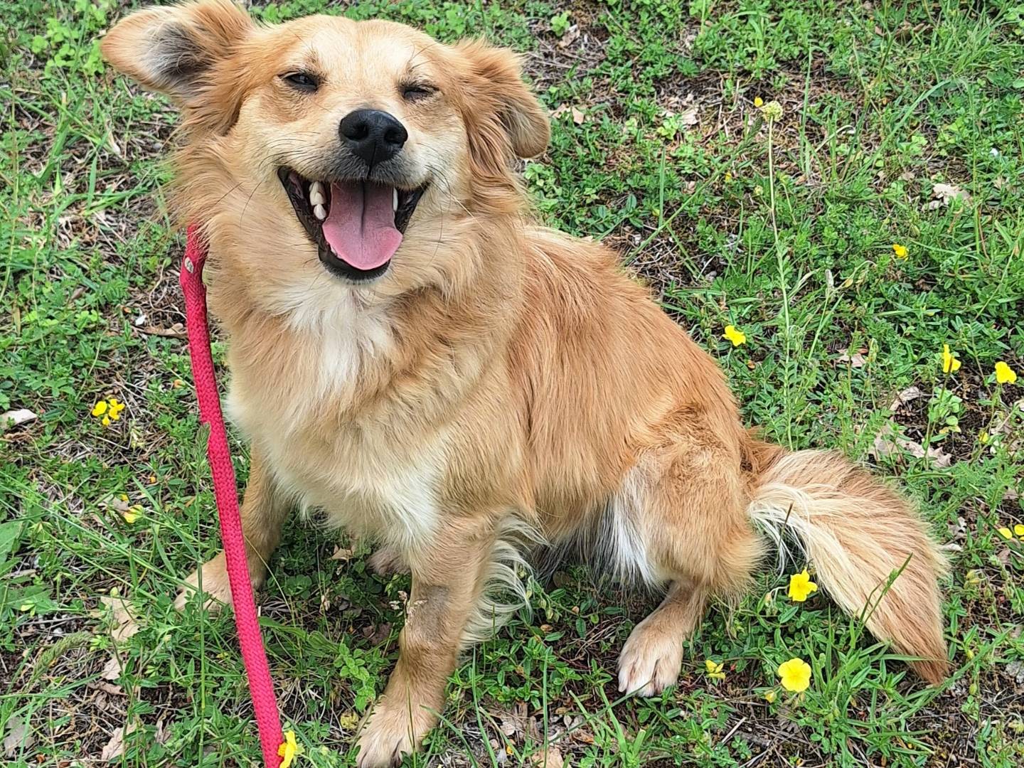 Vuoi adottare un cane a Teramo?