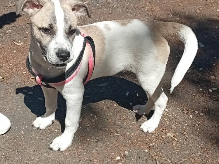 Adozione cane, maschio, Razza sconosciuta Razza sconosciuta, 3 mesi, taglia media, Roma