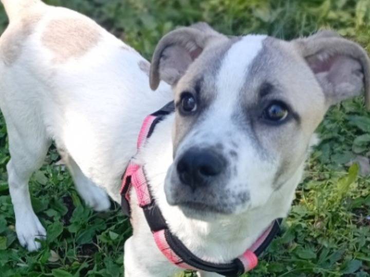 Adotta un cane, maschio, 3 mesi, Roma