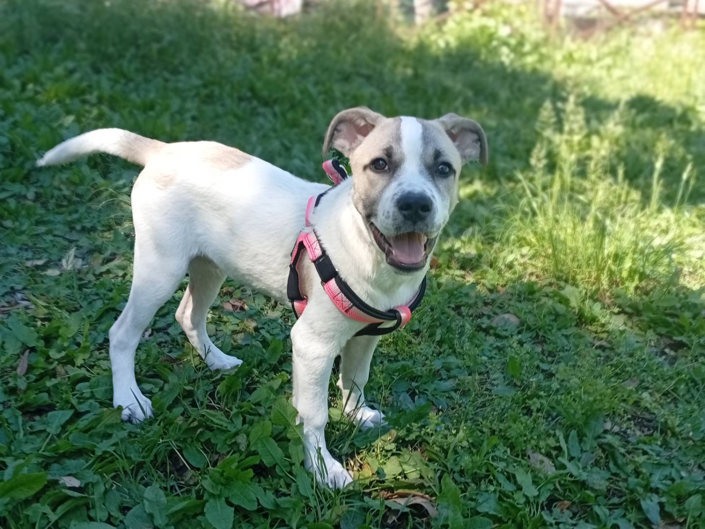 Adotta un cane, taglia media, maschio, Roma