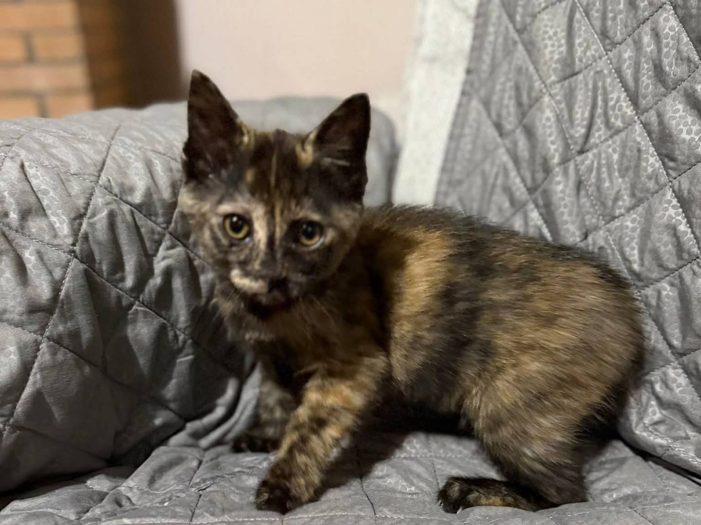 Vuoi adottare un gatto a Latina?