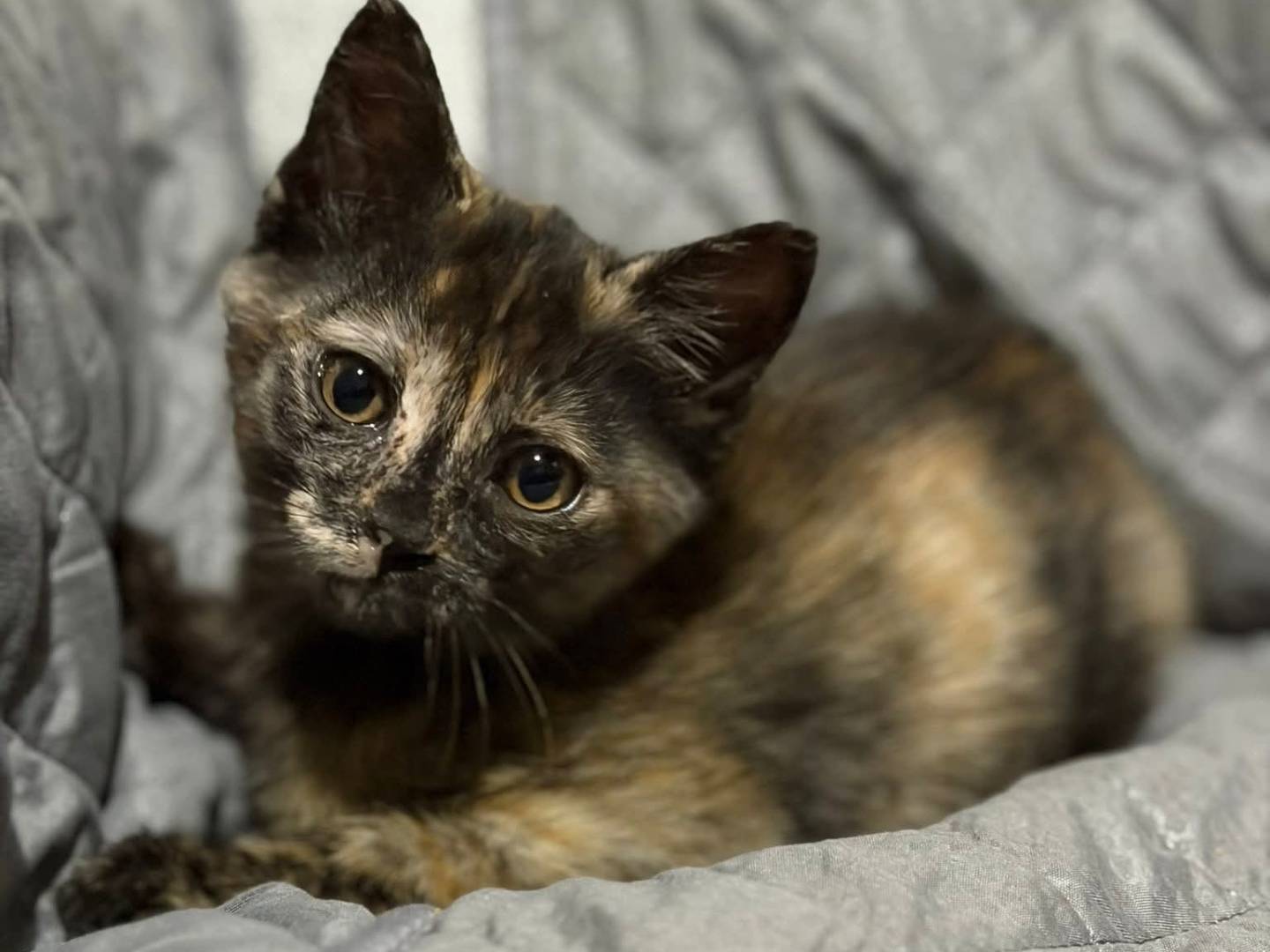 Adotta il gatto Cleo a Latina