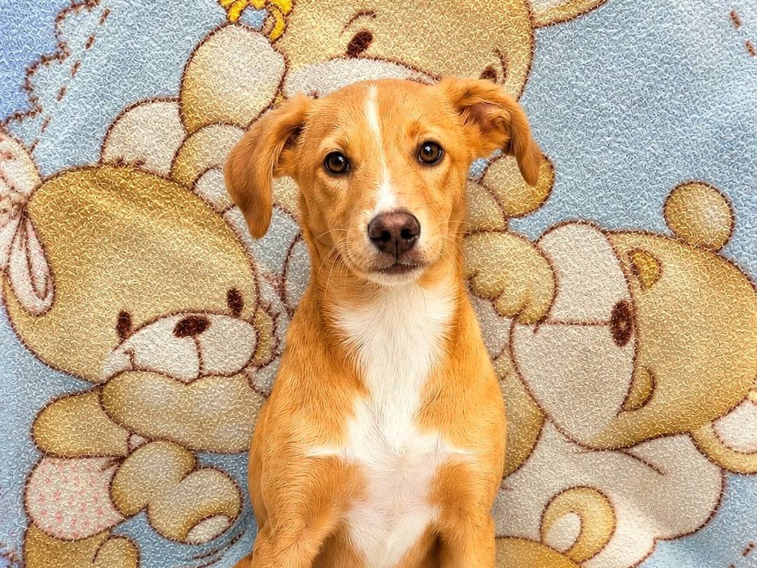 Adozione cane, maschio, Razza sconosciuta Razza sconosciuta, 3 mesi, taglia media, Siracusa