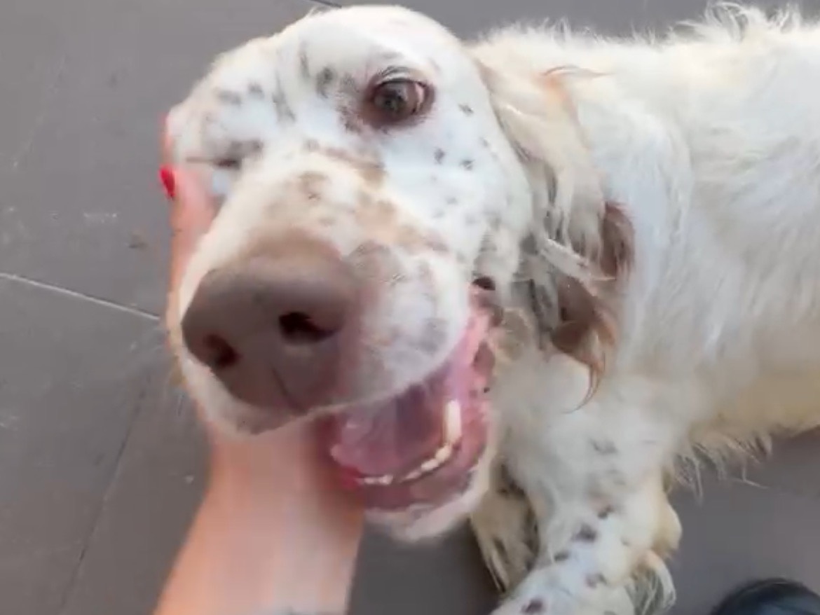 Adotta un cane, taglia media, maschio, Caserta