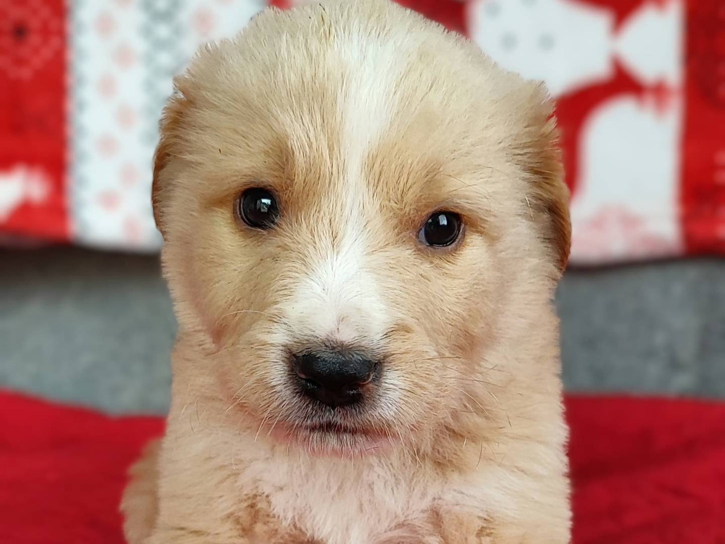 Adozione cane, maschio, Pastore maremmano Golden Retriever, 1 mesi, taglia grande, Milano