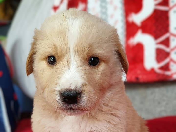Adotta un cane, maschio, 1 mesi, Milano