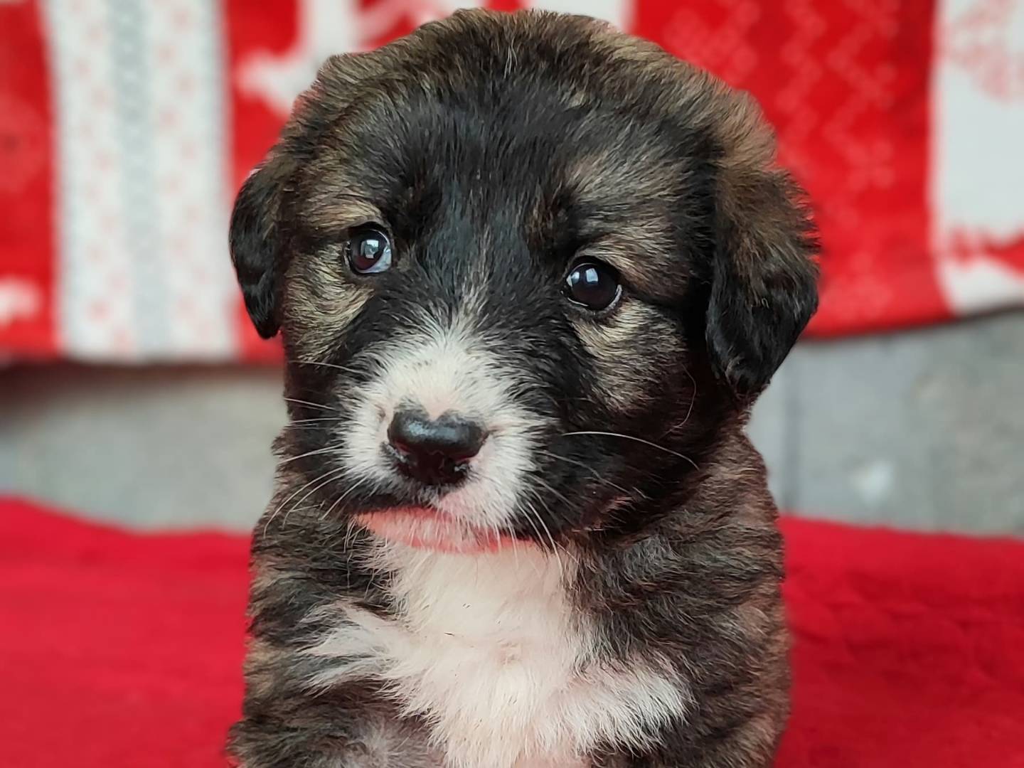 Adozione cane, maschio, Pastore maremmano Golden Retriever, 1 mesi, taglia grande, Milano