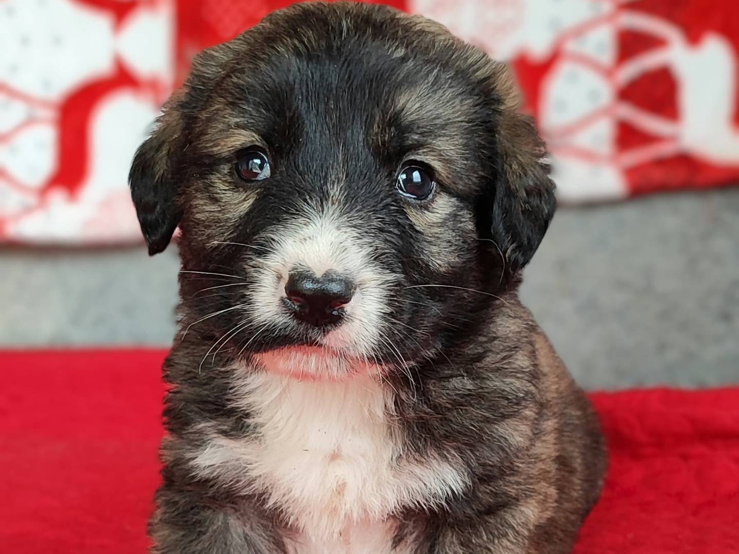 Adotta un cane, maschio, 1 mesi, Milano