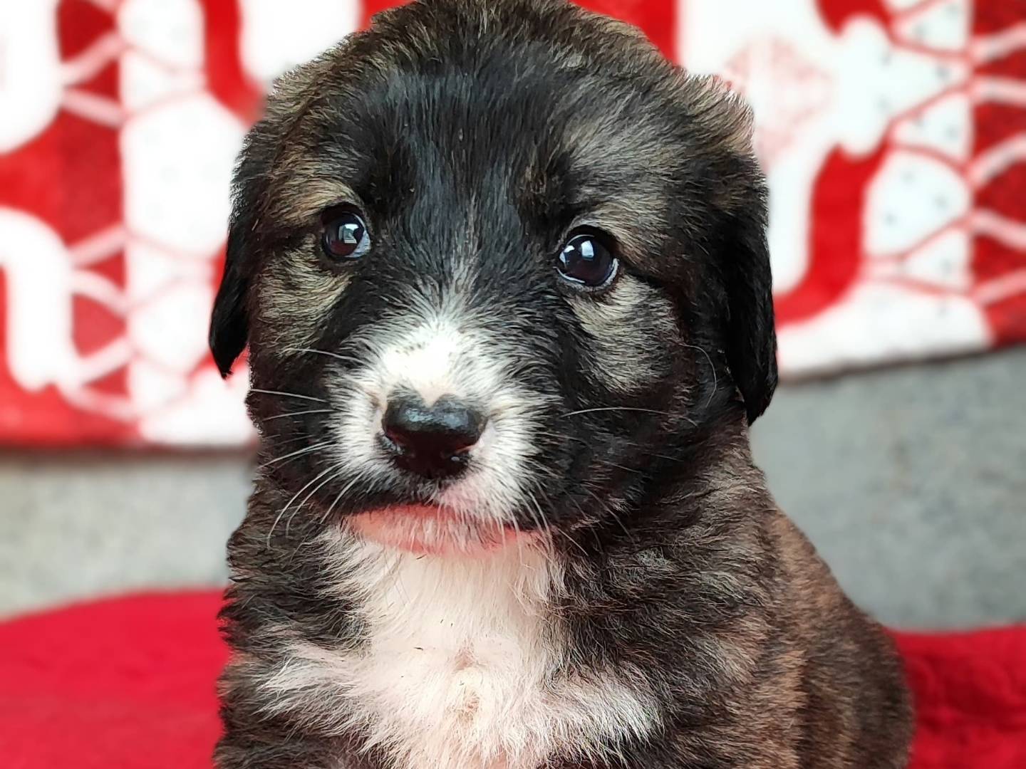 Adotta un cane, taglia grande, maschio, Milano