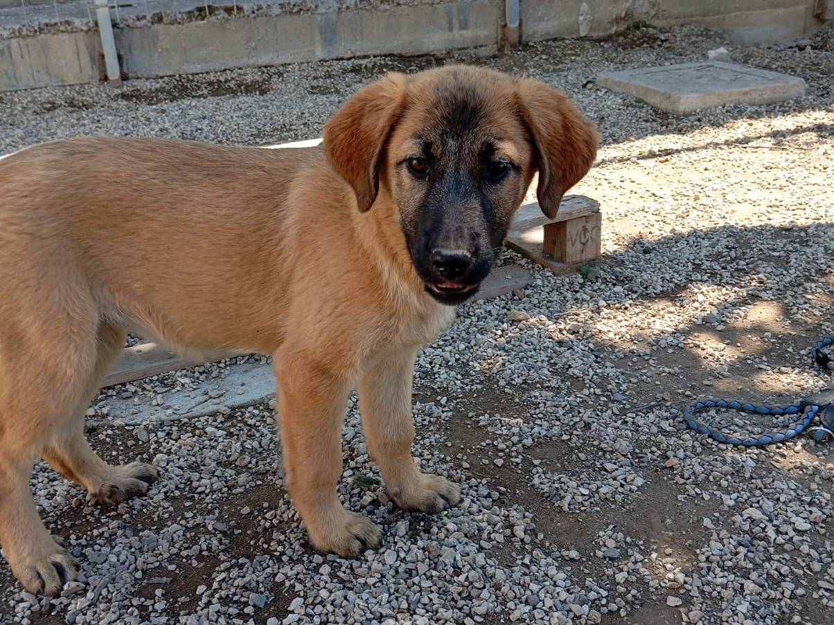 Adotta un cane, femmina, 2 mesi, Caserta