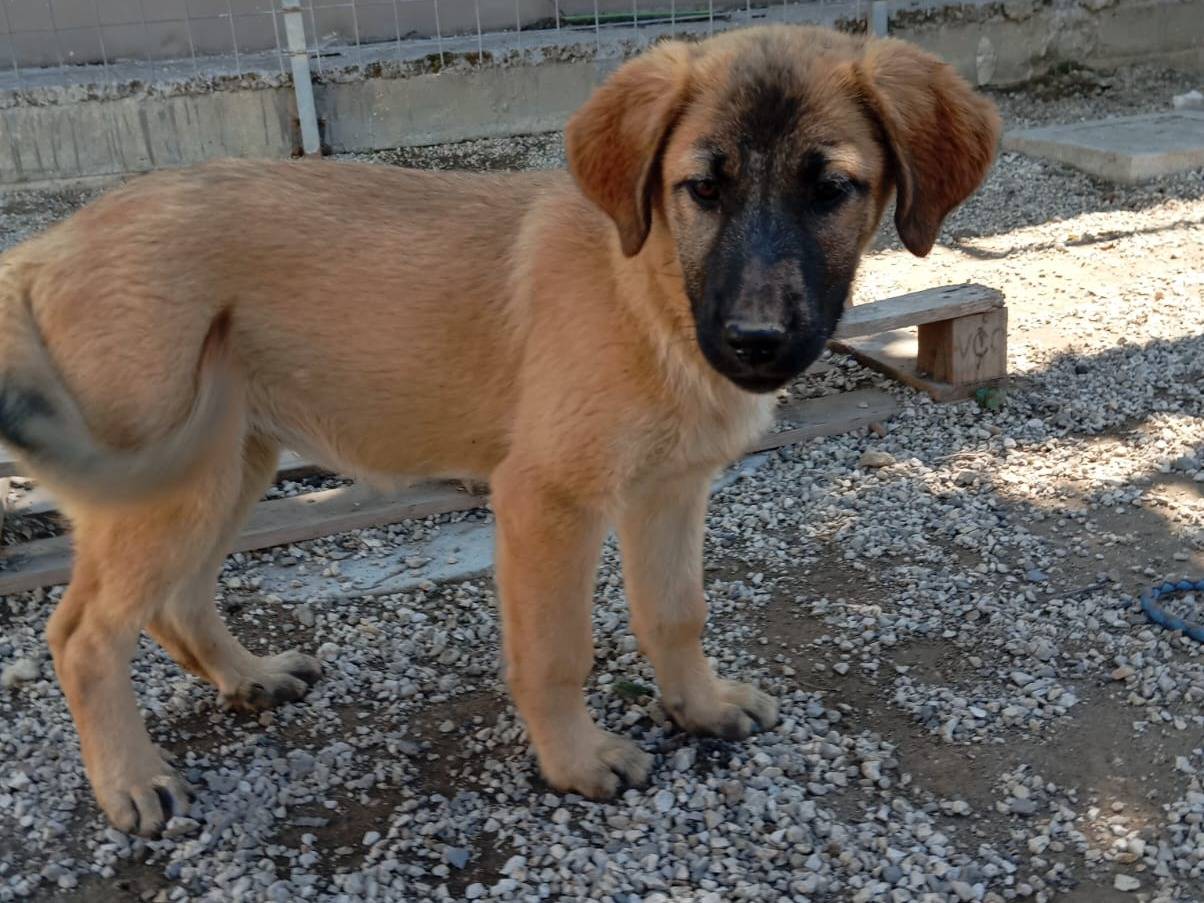 Adotta un cane, taglia grande, femmina, Caserta