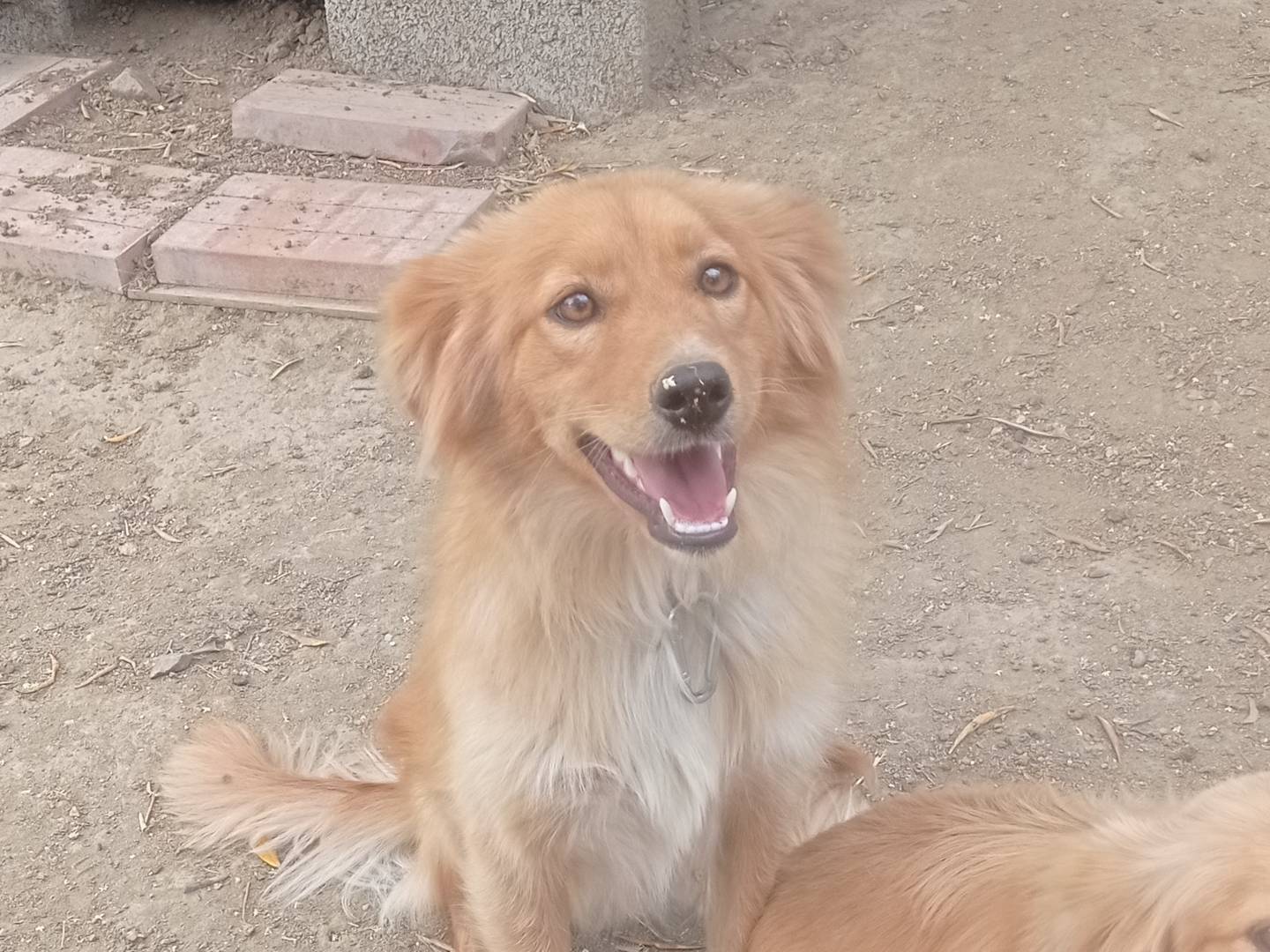 Adozione cane, maschio, Razza sconosciuta Razza sconosciuta, 8 mesi, taglia media contenuta, Catanzaro
