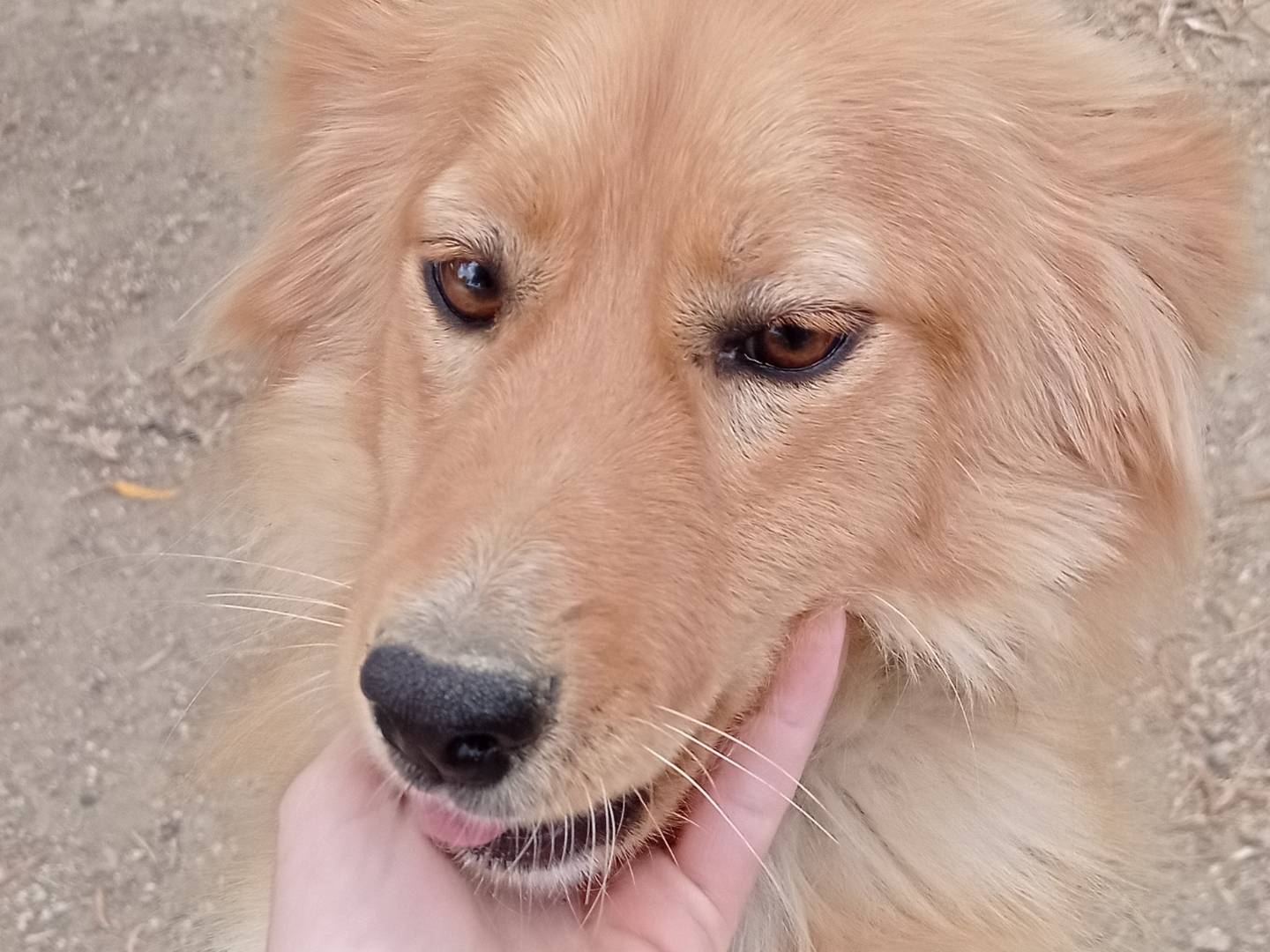 Adotta un cane, maschio, 8 mesi, Catanzaro