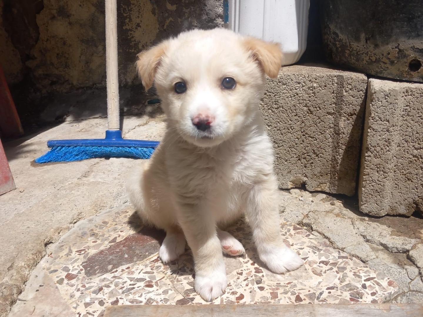Adozione cane, femmina, Razza sconosciuta Razza sconosciuta, 2 mesi, taglia media, Caserta