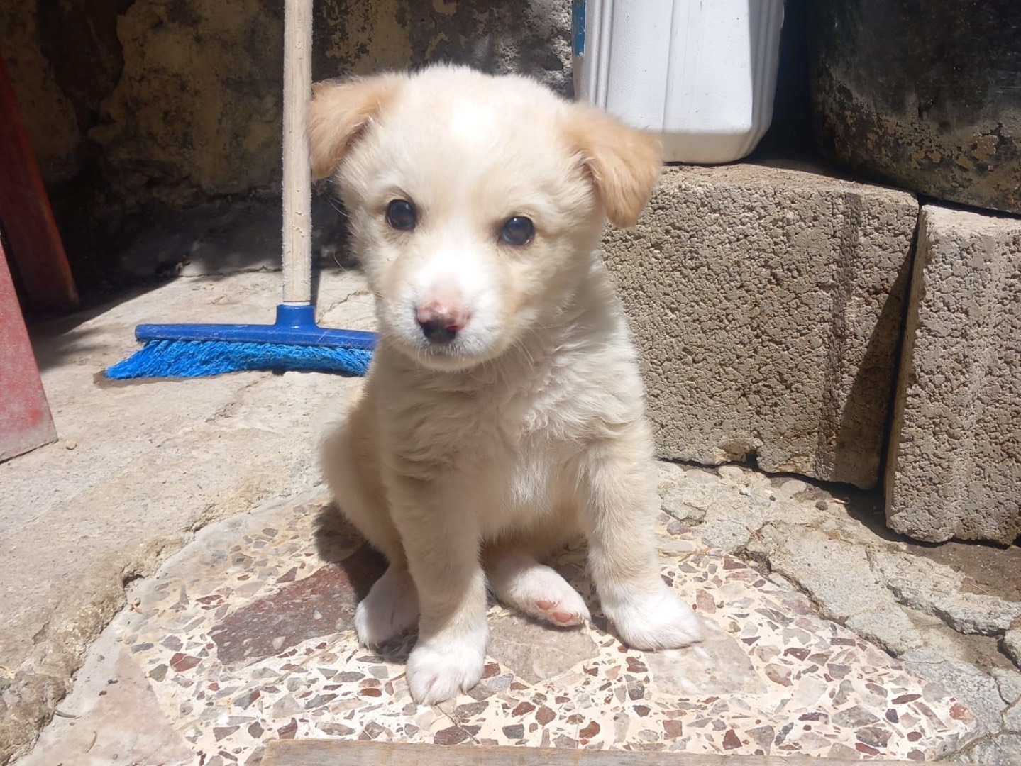 Adotta un cane, femmina, 2 mesi, Caserta