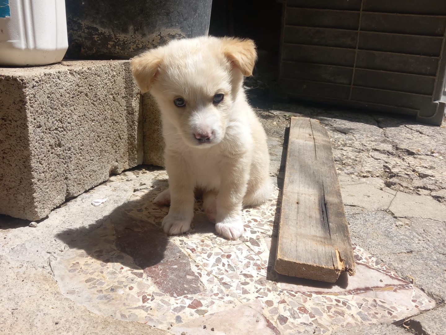 Adotta un cane, taglia media, femmina, Caserta
