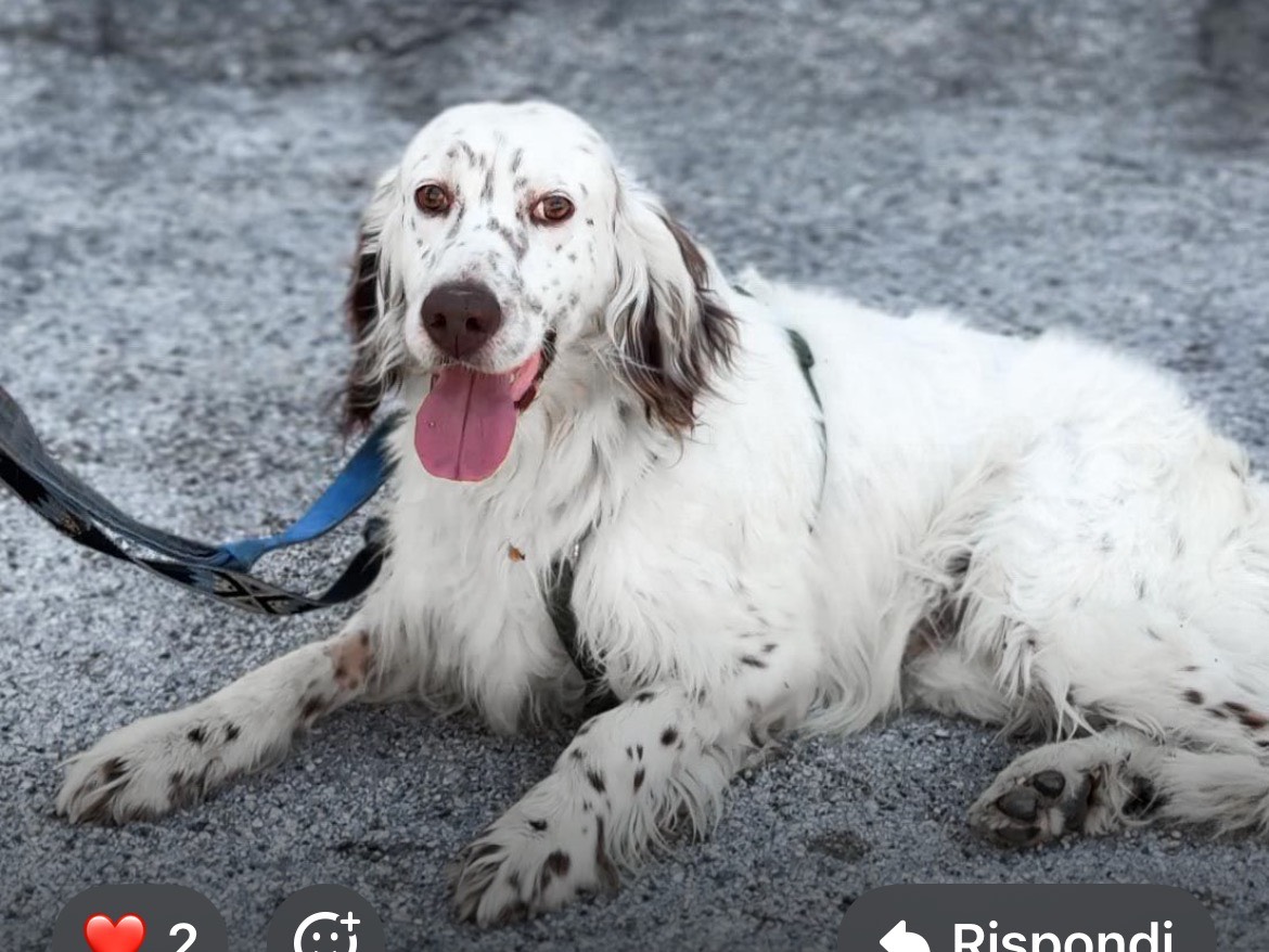 Adotta un cane, maschio, 3 anni, Caserta
