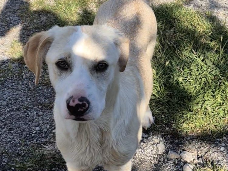 Adotta un cane, femmina, 3 mesi, Savona