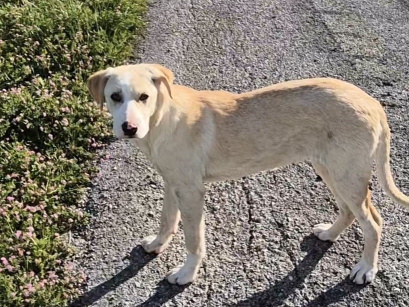 Adotta un cane, taglia media, femmina, Savona