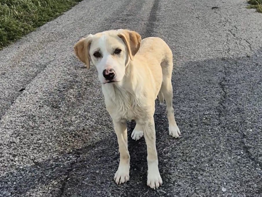 Vuoi adottare un cane a Savona?