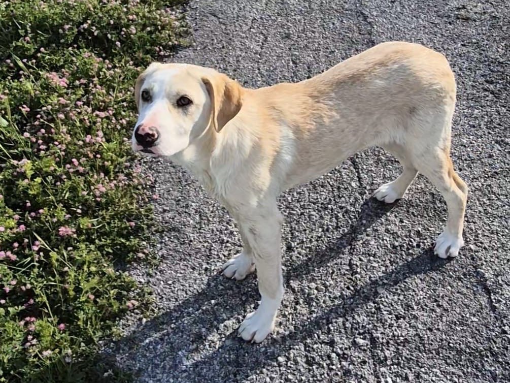 Adotta il cane Hilary  a Savona