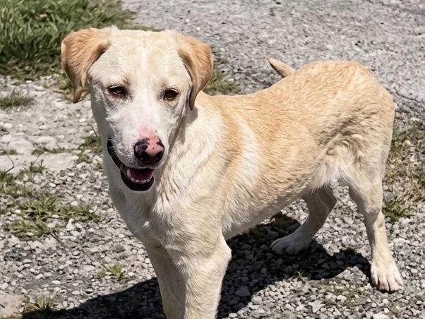 Adozione cane, femmina, Razza sconosciuta Razza sconosciuta, 3 mesi, taglia media, Savona