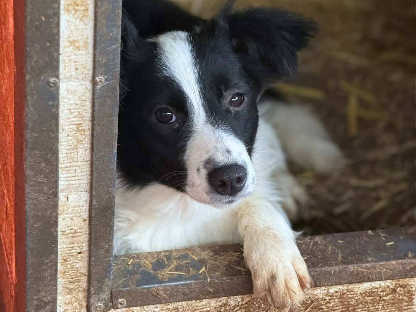 Vuoi adottare un cane a Firenze?