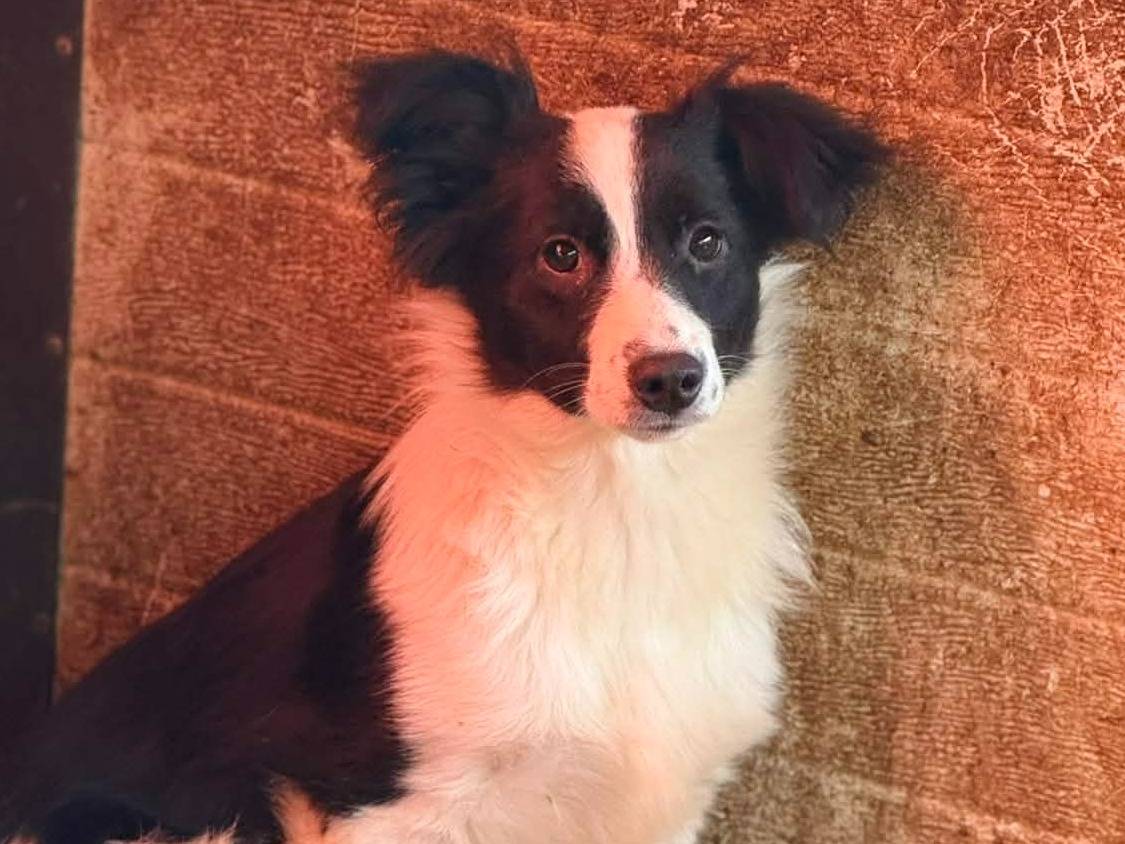 Adotta un cane, femmina, 2 mesi, Firenze