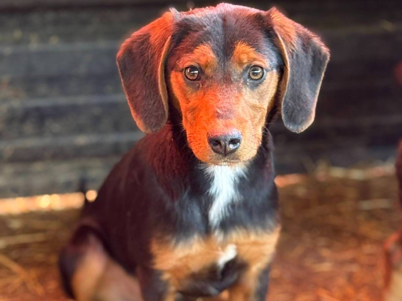Vuoi adottare un cane a Firenze?