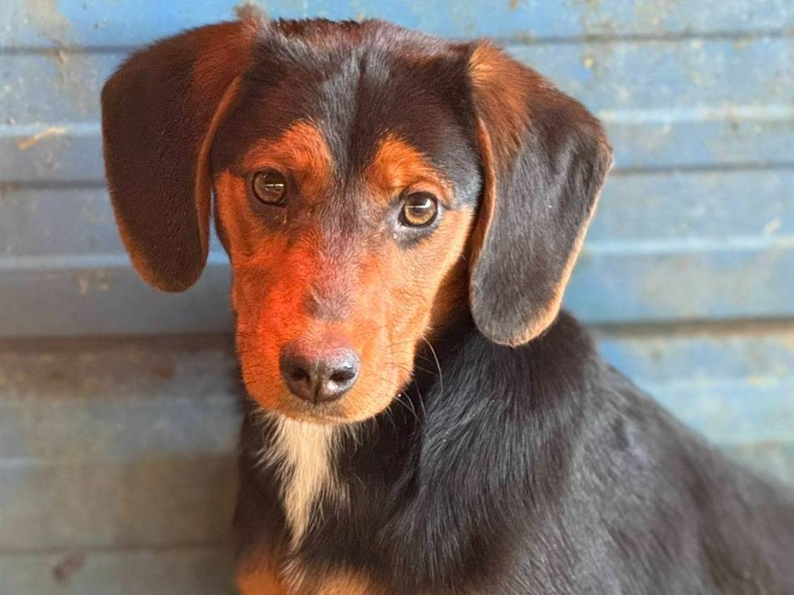 Adozione cane, femmina, Razza sconosciuta Razza sconosciuta, 3 mesi, taglia media, Firenze
