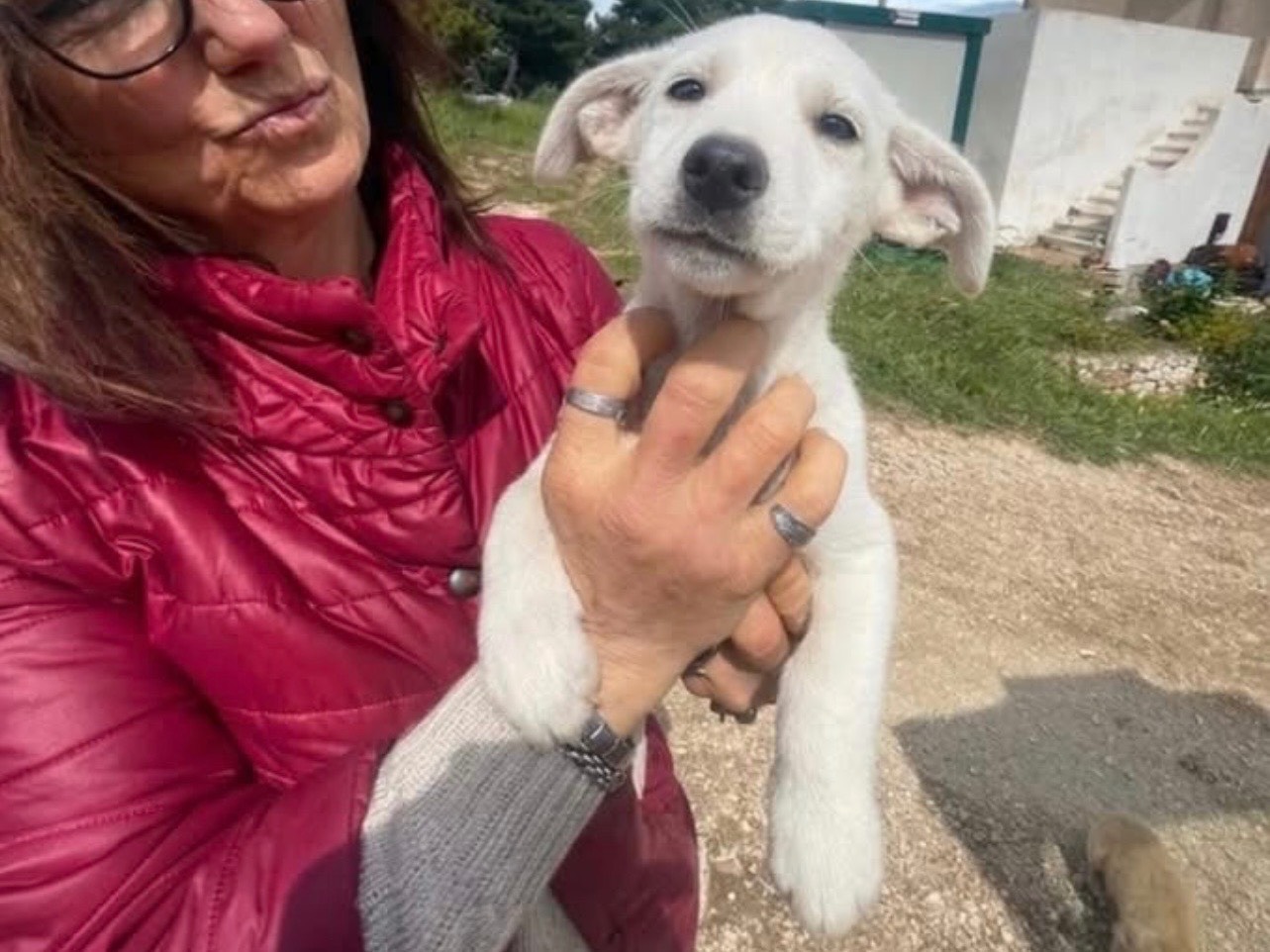 Adozione cane, femmina, Razza sconosciuta Razza sconosciuta, 2 mesi, taglia media contenuta, Foggia