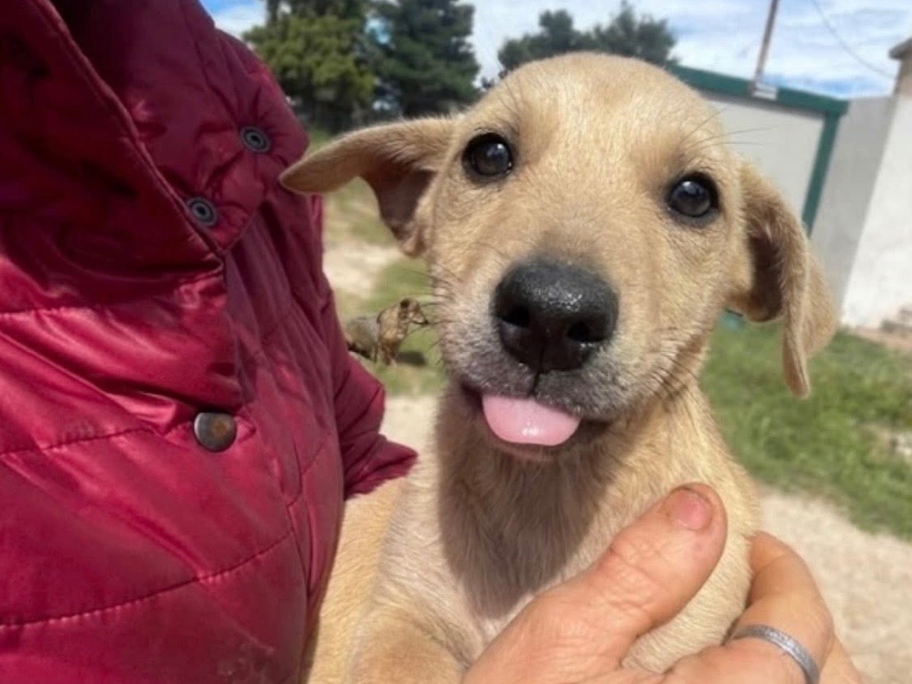 Adozione cane, femmina, Razza sconosciuta Razza sconosciuta, 2 mesi, taglia media contenuta, Foggia