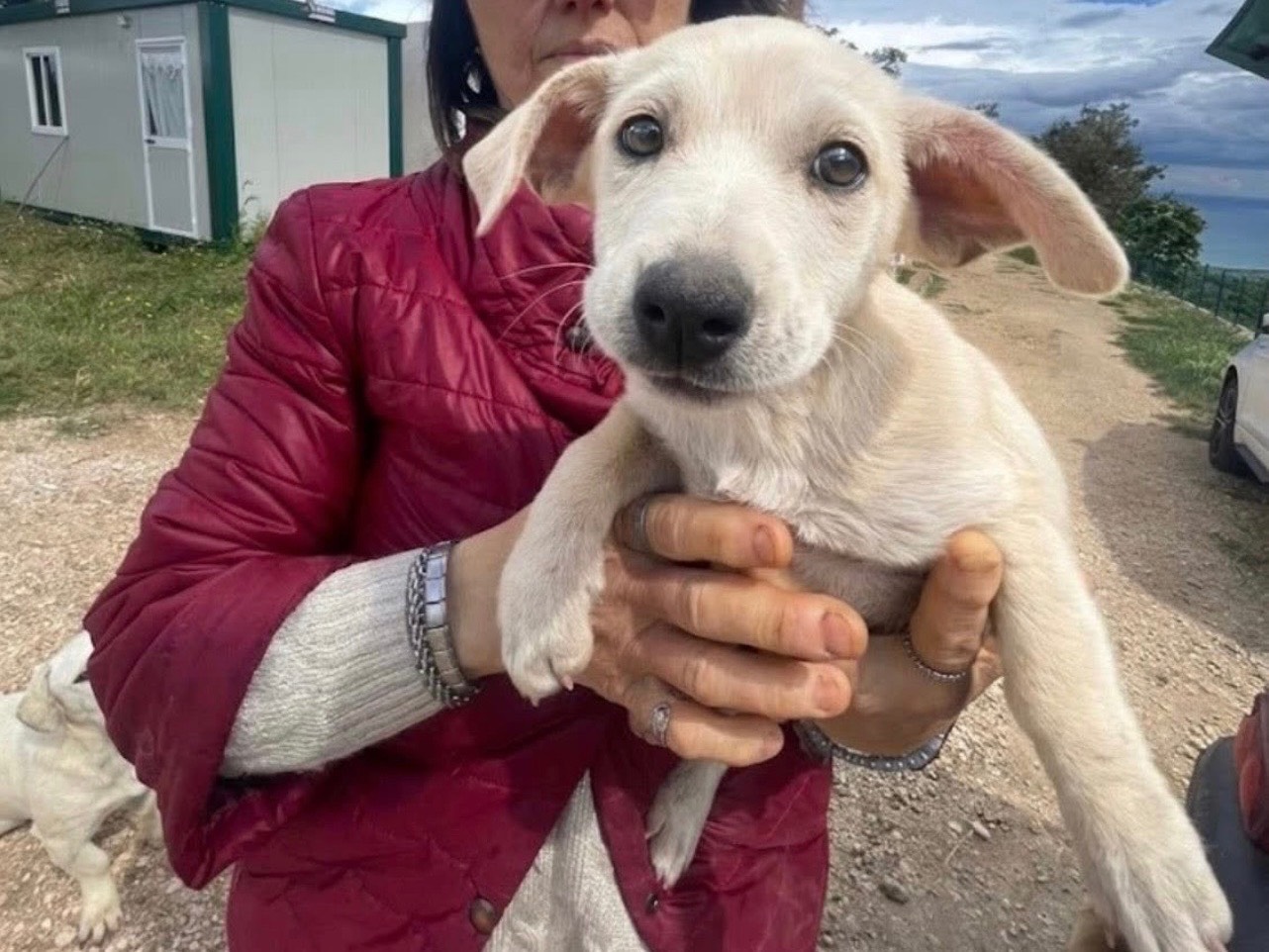 Adozione cane, femmina, Razza sconosciuta Razza sconosciuta, 2 mesi, taglia media contenuta, Foggia
