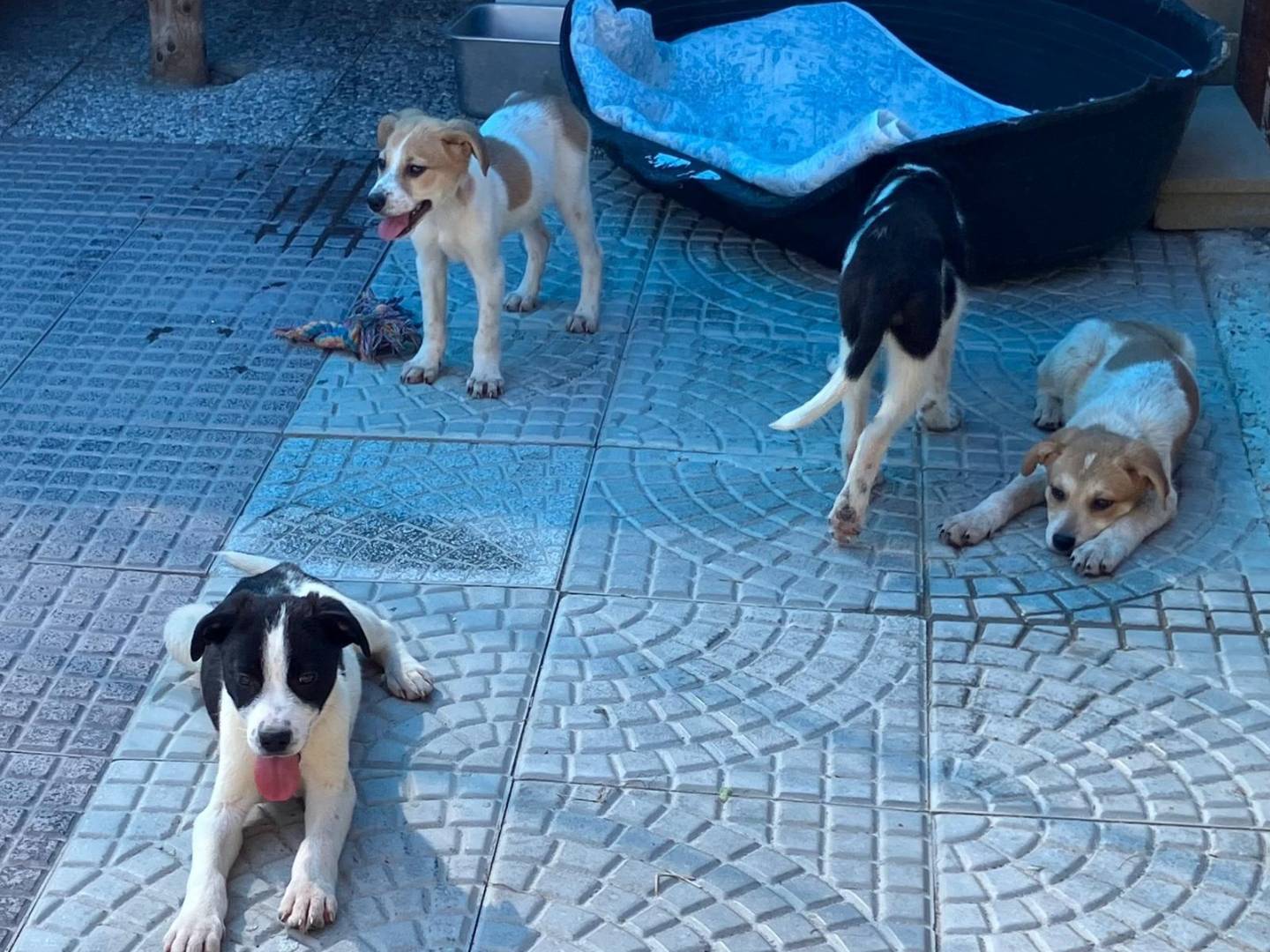 Adozione cane, maschio, Razza sconosciuta Razza sconosciuta, 3 mesi, taglia media, Pavia