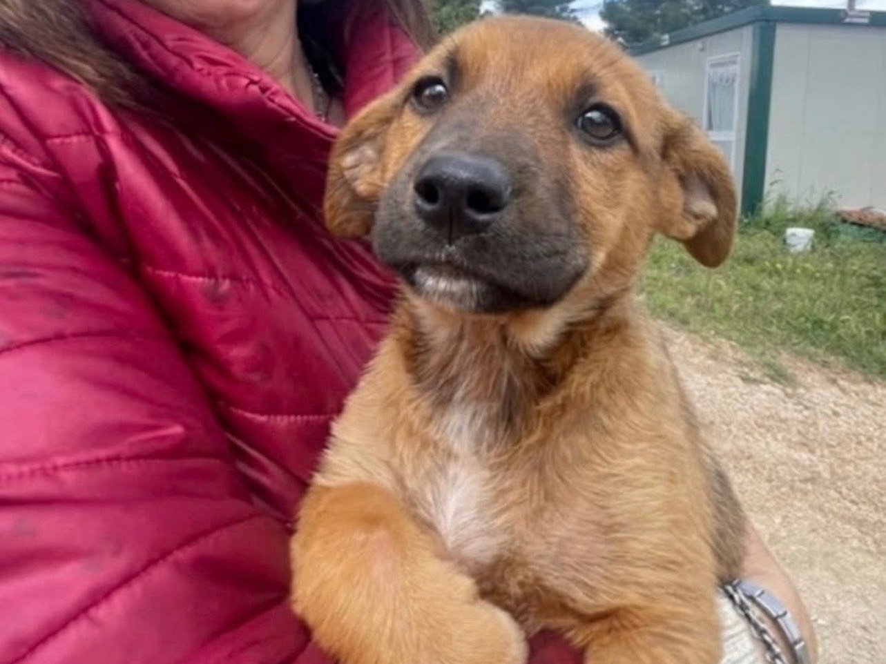 Adozione cane, femmina, Razza sconosciuta Razza sconosciuta, 2 mesi, taglia media contenuta, Foggia