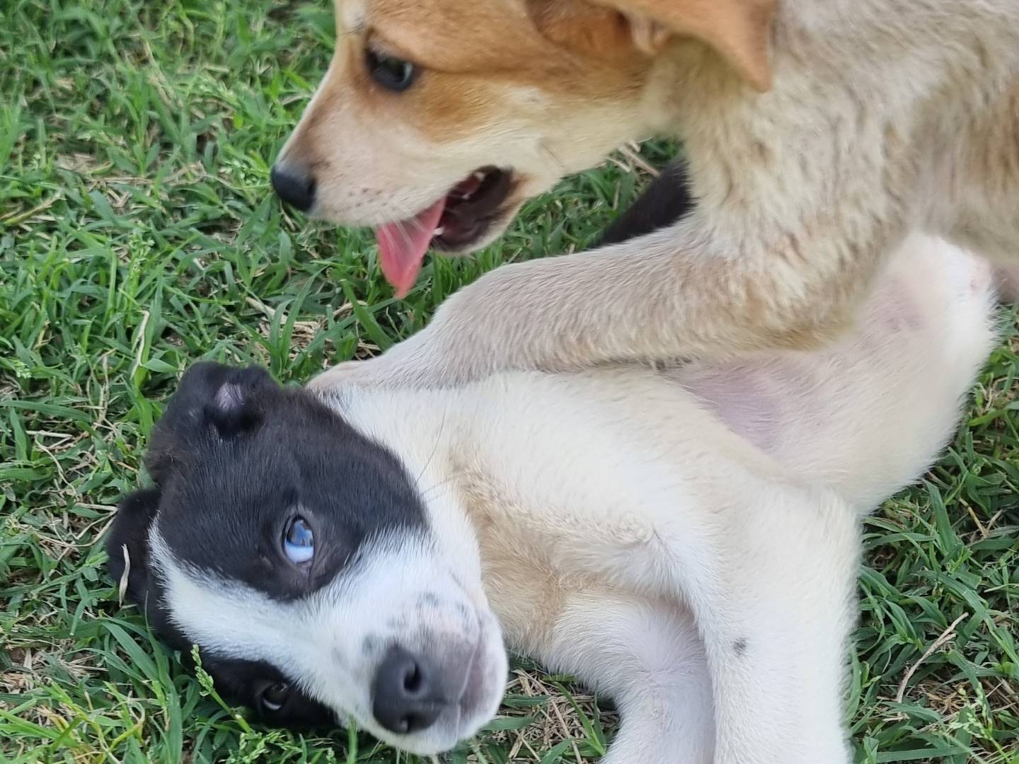 Adotta un cane, taglia media, maschio, Pavia