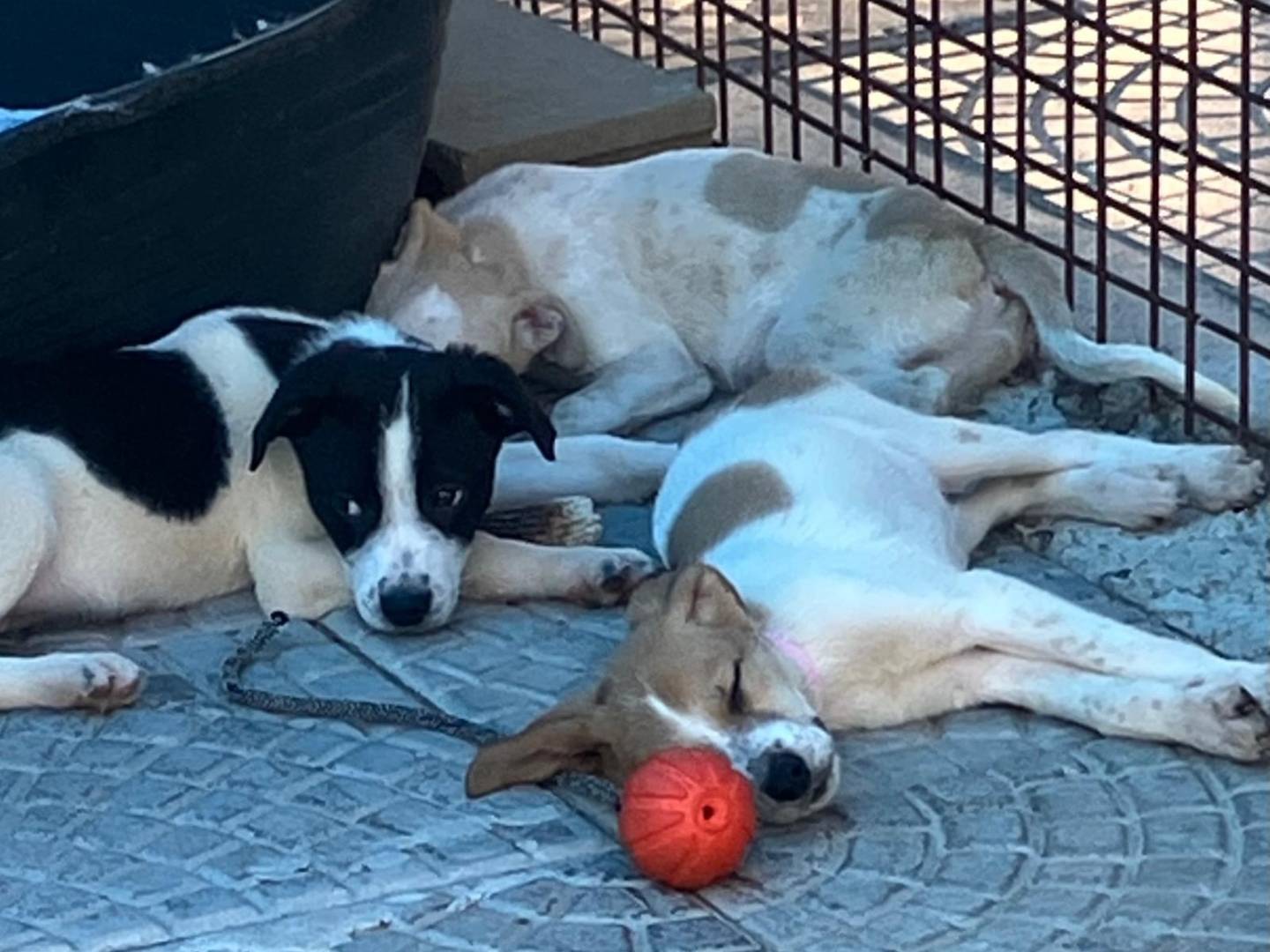Vuoi adottare un cane a Pavia?