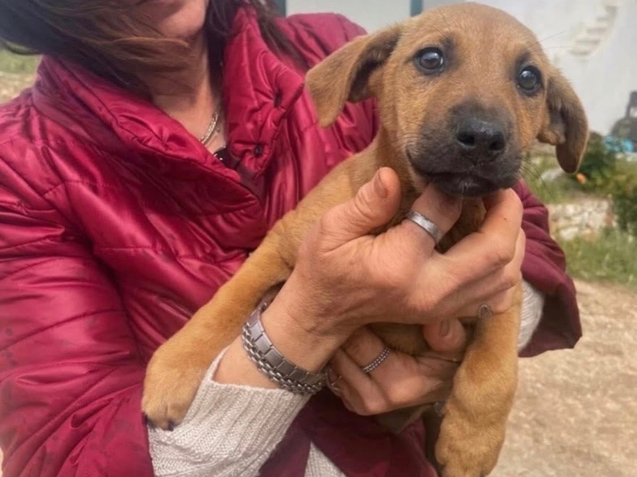 Adozione cane, femmina, Razza sconosciuta Razza sconosciuta, 2 mesi, taglia media contenuta, Foggia