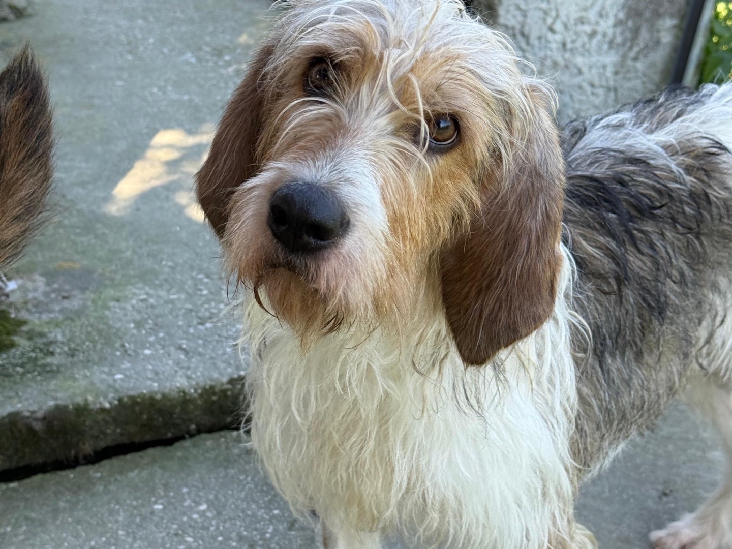 Adozione cane, maschio, Spinone Razza sconosciuta, 5 anni e 1 mese, taglia media, Teramo