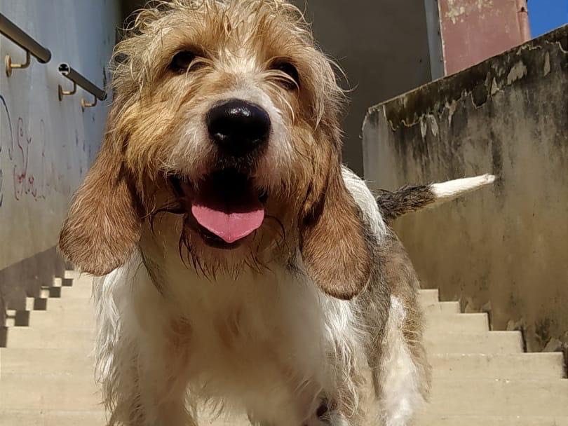 Adotta un cane, maschio, 5 anni e 1 mese, Teramo