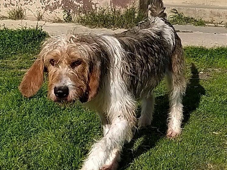 Adotta un cane, taglia media, maschio, Teramo
