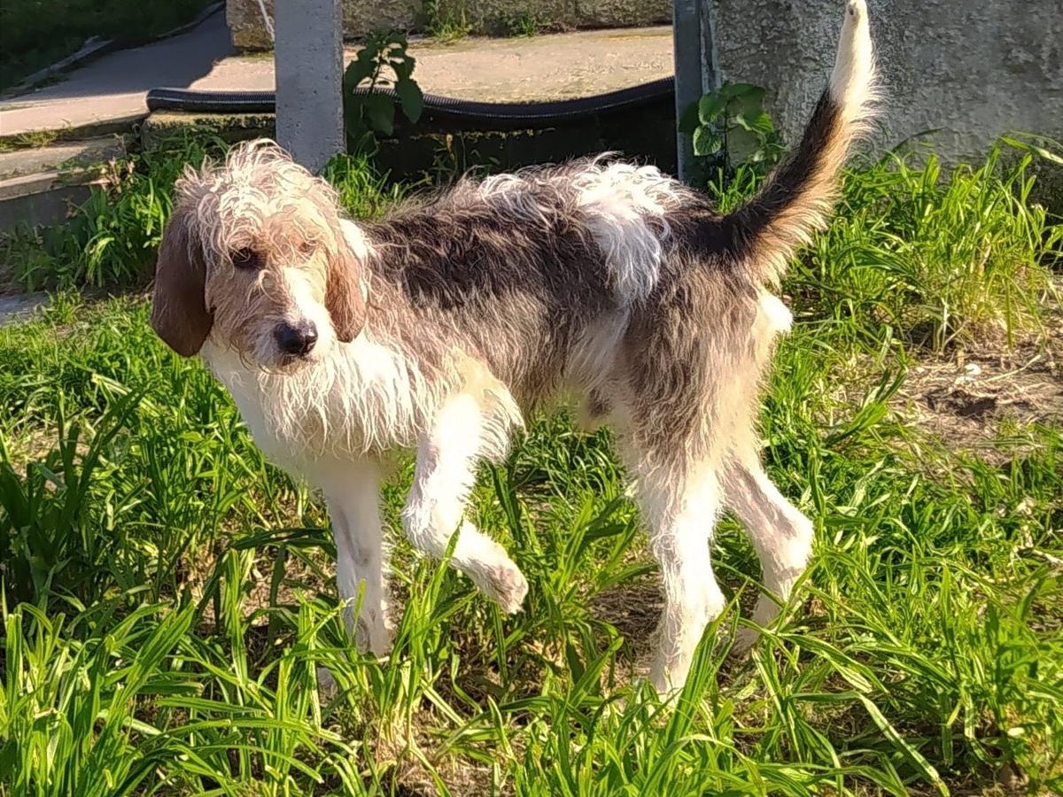 Vuoi adottare un cane a Teramo?