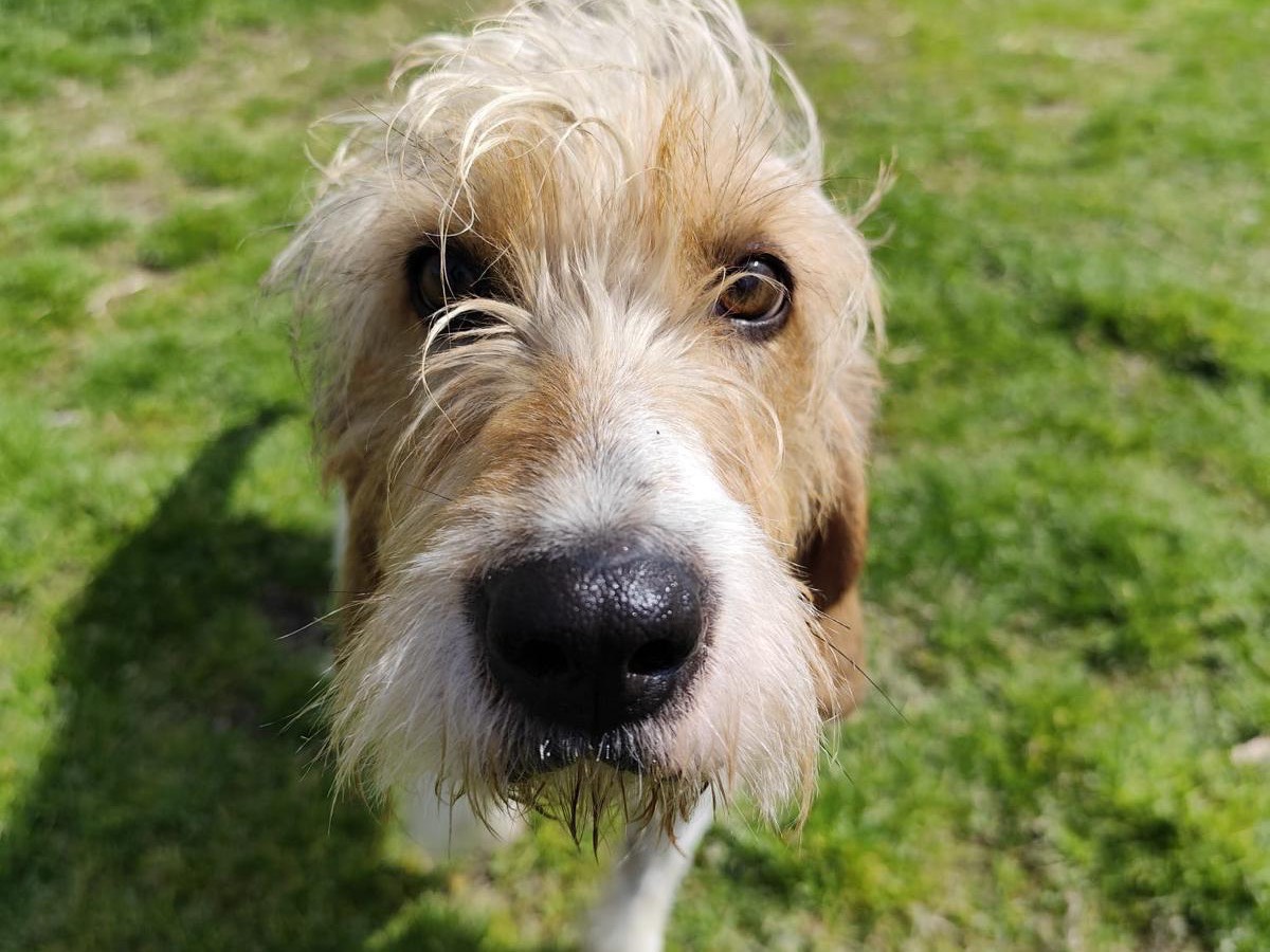 Adotta il cane Frollo  a Teramo