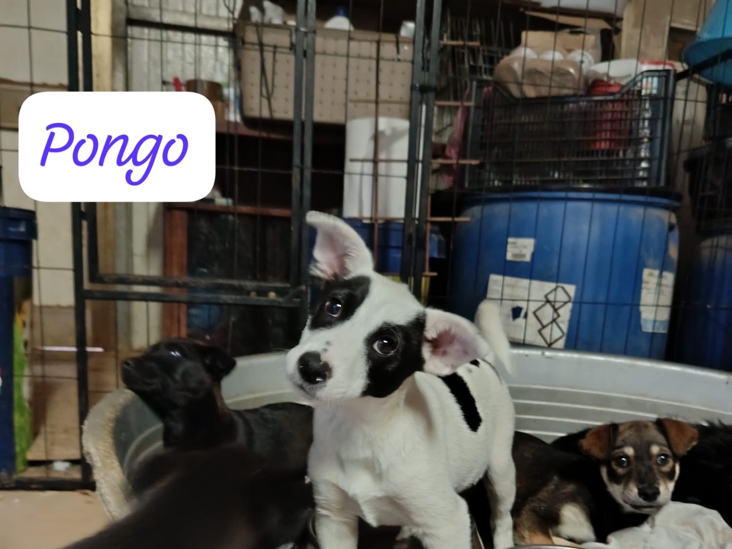 Adozione cane, maschio, Razza sconosciuta Razza sconosciuta, 3 mesi, taglia media contenuta, Avellino