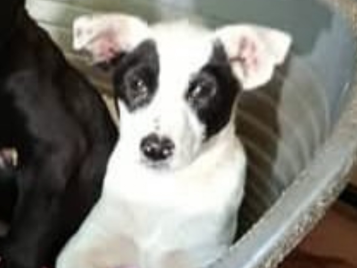 Adotta un cane, maschio, 3 mesi, Avellino